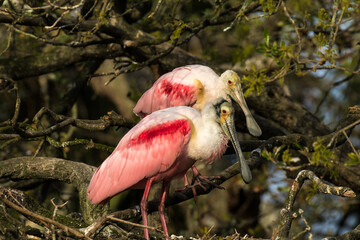 A pair of roseate spoonbills (Platalea ajaja) in their nest. They are a gregarious wading bird of the ibis and spoonbill family, Threskiornithidae.