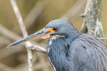 A little blue heron.  It is a small heron. It breeds in the Gulf states of the US, through Central America and the Caribbean