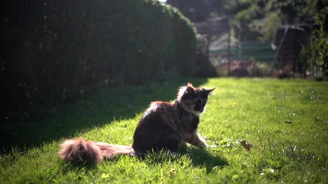 playful calico maine coon kitten playing with stick outdoors in the back yard in sunlight