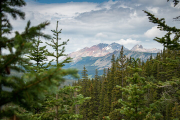 Trees in a wilderness area in Colorado