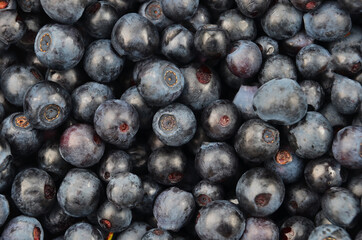 Blueberry, close up