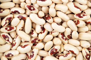 Kidney bean, close up