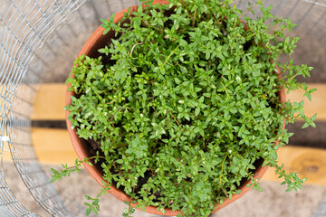 Overhead Angle of Fresh Green Thyme Growing in the Garden