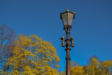 Fototapeta na wymiar Old vintage black decorative lantern with glass lamps on pillar, pole in bright yellow spring forest. Blue sky. Saint Petersburg city park in sun light