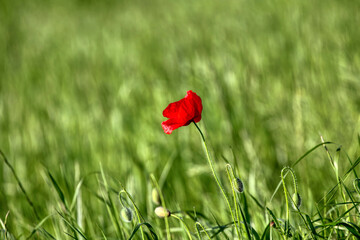 Poppy flowers in may, spring