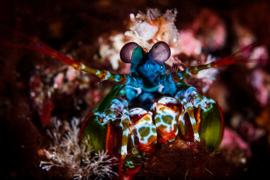 mantis shrimp look out