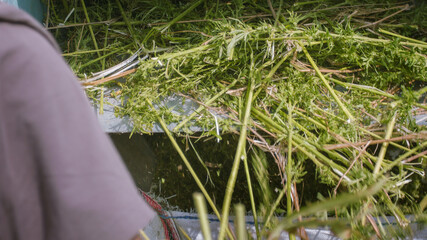 Combine harvester collecting Hemp or Cannabis on field outside.