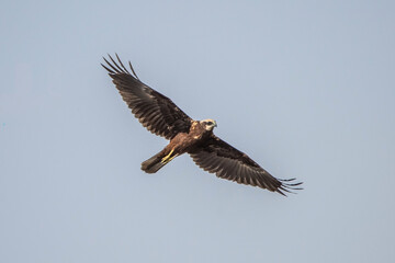 osprey in flight
