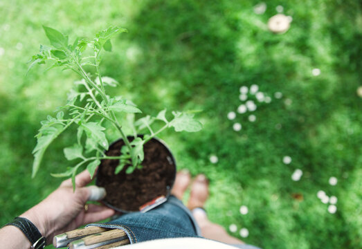 Gardener holding a tomato plant in a pot.