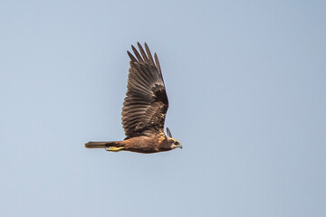 osprey in flight
