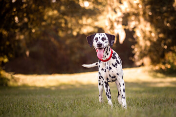 Dalmation with red collar outside at sunset in a field