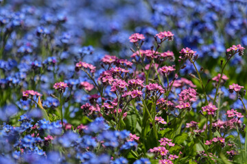 Flowers in the park, spring