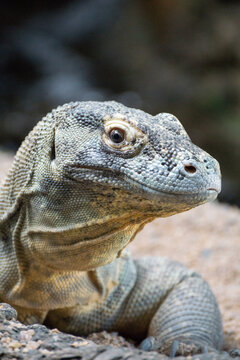 Komodo Dragon looking at camera