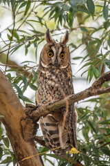 great horned owl