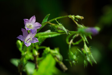 Siberian bellflower (lat. Campanula sibirica)