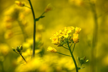 Yellow rapeseed field. Rapeseed flowering.