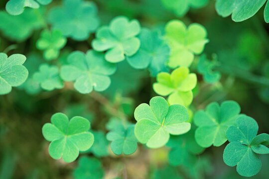 Many clovers together in field, macro