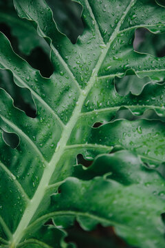 Moster Leaf Detail