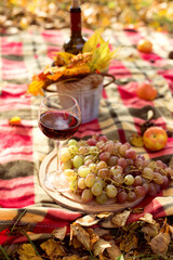 Two glasses and a bottle of red wine in the autumn vineyard. Harvest time