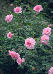 Obraz premium Delicate flower of a autumn English tea rose in the garden