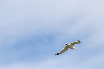 white seagull against the cloud blue sky, use as a background or texture
