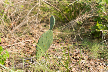Obraz premium cactus in the grass