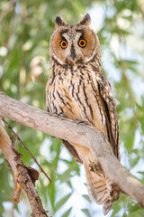 great horned owl on branch
