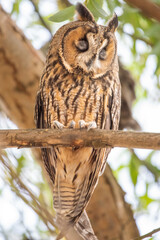 great horned owl
