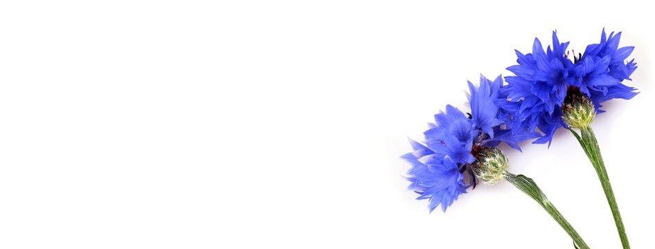 Field blue cornflowers isolated on white background