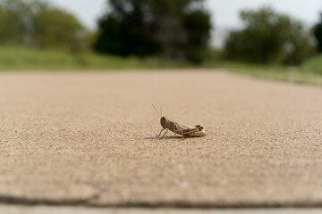 A grasshopper on a concrete path in a city Texas park on a sunny September day