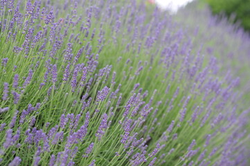 Hidcote Blue Lavender Flower