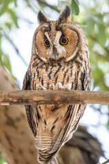 great horned owl on branch
