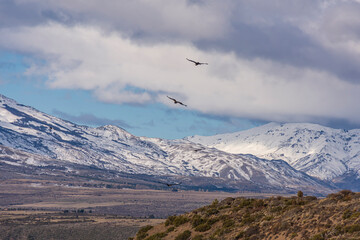Scene view of an Andean condor (Vultur gryphus) flying against snowcapped mountain