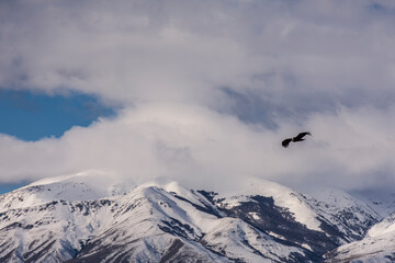 Scene view of an Andean condor (Vultur gryphus) flying against snowcapped Andes mountains,...
