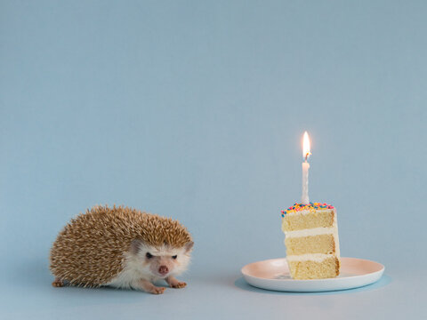 Hedgehog and Cake on blue background