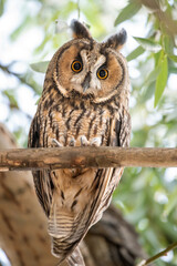great horned owl