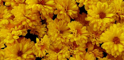 yellow flowers background, a close-up view of a decorative carpet of yellow asters