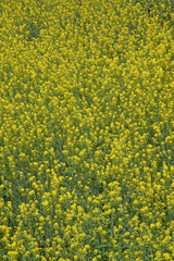 Obraz premium 菜の花