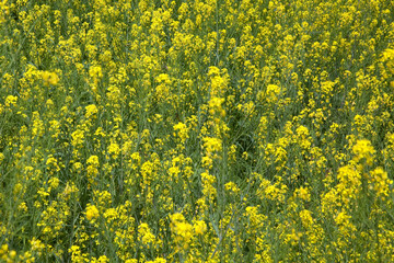 Obraz premium 菜の花