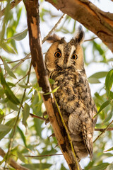 great horned owl