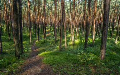 ścieżka w sosnowym lesie