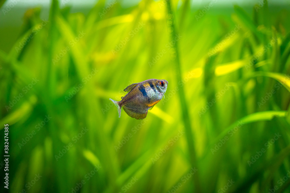 Wall mural black skirt tetra (gymnocorymbus ternetzi) in a fish tank with blurred background