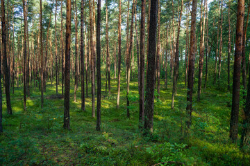 Fototapeta na wymiar młody las sosnowy w okolicy Szczawina i Swędowa