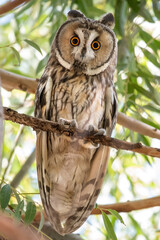 great horned owl
