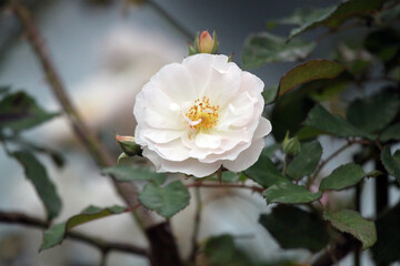 Colorful flowers from the summer garden, including roses, violas, and lilacs in pink, purple, white, and peach.