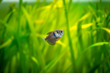 Black Skirt Tetra (Gymnocorymbus ternetzi) in a fish tank with blurred background