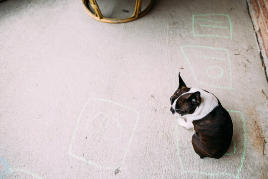 a boston terrier sitting on a concrete patio