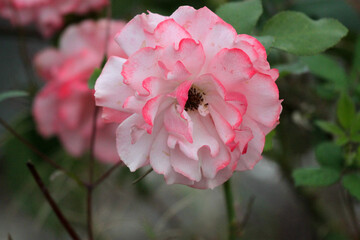 Colorful flowers from the summer garden, including roses, violas, and lilacs in pink, purple, white, and peach.