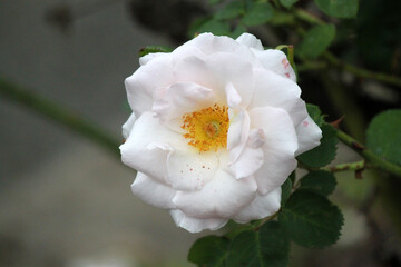 Colorful flowers from the summer garden, including roses, violas, and lilacs in pink, purple, white, and peach.