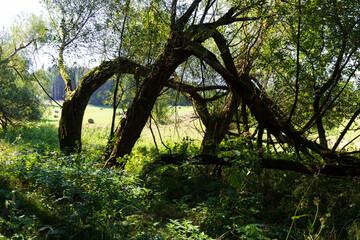 Late summer Landscape in the Czech Switzerland, Czech Republic